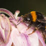 Buff-Tailed Bumblebee