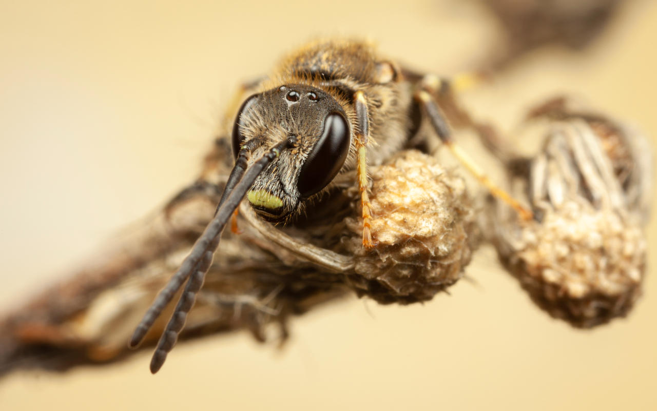 IMAGE: https://images-wixmp-ed30a86b8c4ca887773594c2.wixmp.com/f/b23df496-bf0d-4eb7-a163-68d444b6caa5/dde6kjw-64210265-d052-49f5-bc61-6334806df7a9.jpg/v1/fill/w_1280,h_801,q_75,strp/sweat_bee_by_snomanda_dde6kjw-fullview.jpg?token=eyJ0eXAiOiJKV1QiLCJhbGciOiJIUzI1NiJ9.eyJzdWIiOiJ1cm46YXBwOjdlMGQxODg5ODIyNjQzNzNhNWYwZDQxNWVhMGQyNmUwIiwiaXNzIjoidXJuOmFwcDo3ZTBkMTg4OTgyMjY0MzczYTVmMGQ0MTVlYTBkMjZlMCIsIm9iaiI6W1t7ImhlaWdodCI6Ijw9ODAxIiwicGF0aCI6IlwvZlwvYjIzZGY0OTYtYmYwZC00ZWI3LWExNjMtNjhkNDQ0YjZjYWE1XC9kZGU2a2p3LTY0MjEwMjY1LWQwNTItNDlmNS1iYzYxLTYzMzQ4MDZkZjdhOS5qcGciLCJ3aWR0aCI6Ijw9MTI4MCJ9XV0sImF1ZCI6WyJ1cm46c2VydmljZTppbWFnZS5vcGVyYXRpb25zIl19.7GlH-Lh9bWDLeyD_rZiNMg1OBl2K7Ile934QmR4Ng18