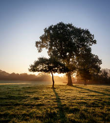 Autumn Dawn