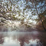 Island Pond