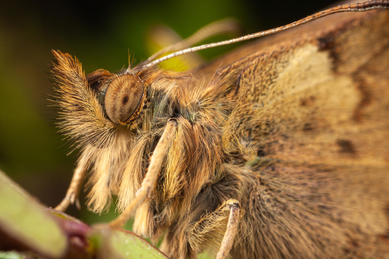 IMAGE: https://images-wixmp-ed30a86b8c4ca887773594c2.wixmp.com/f/b23df496-bf0d-4eb7-a163-68d444b6caa5/dduun33-a0cdb170-3cc8-4156-b2ae-139c65243871.jpg/v1/fill/w_1280,h_854,q_75,strp/speckled_wood_by_snomanda_dduun33-fullview.jpg?token=eyJ0eXAiOiJKV1QiLCJhbGciOiJIUzI1NiJ9.eyJzdWIiOiJ1cm46YXBwOjdlMGQxODg5ODIyNjQzNzNhNWYwZDQxNWVhMGQyNmUwIiwiaXNzIjoidXJuOmFwcDo3ZTBkMTg4OTgyMjY0MzczYTVmMGQ0MTVlYTBkMjZlMCIsIm9iaiI6W1t7ImhlaWdodCI6Ijw9ODU0IiwicGF0aCI6IlwvZlwvYjIzZGY0OTYtYmYwZC00ZWI3LWExNjMtNjhkNDQ0YjZjYWE1XC9kZHV1bjMzLWEwY2RiMTcwLTNjYzgtNDE1Ni1iMmFlLTEzOWM2NTI0Mzg3MS5qcGciLCJ3aWR0aCI6Ijw9MTI4MCJ9XV0sImF1ZCI6WyJ1cm46c2VydmljZTppbWFnZS5vcGVyYXRpb25zIl19.r3--7uUBnsiPHZbheGfnS31kDdMTLaQ9UvA_B3QWCBM