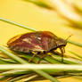 Tortoise Shield Bug