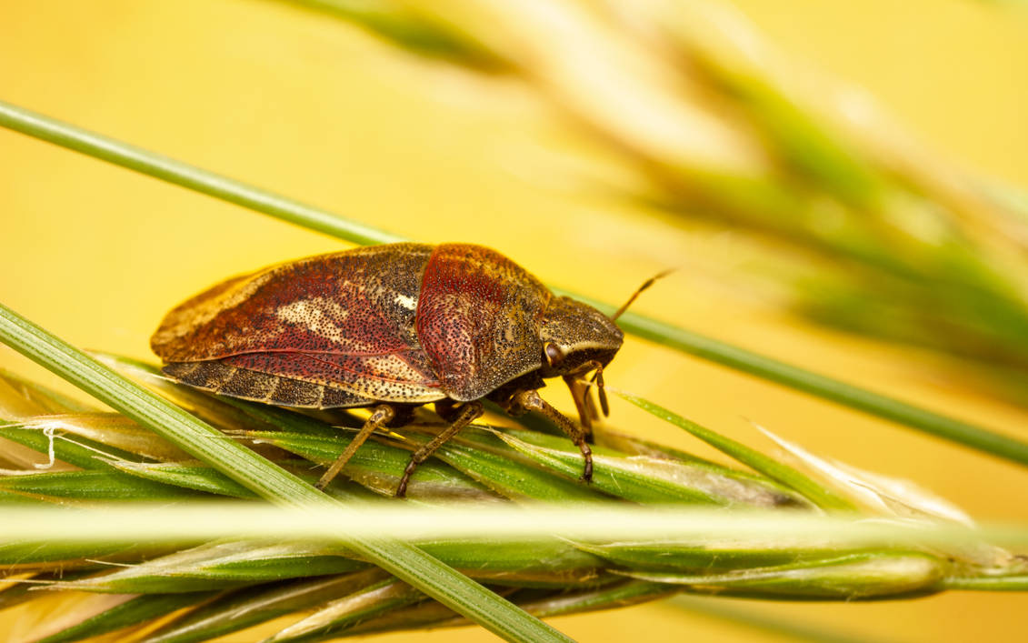 Tortoise Shield Bug by snomanda on DeviantArt