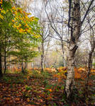 The Beech and the Birches