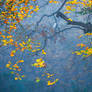 Misty Autumn Blue