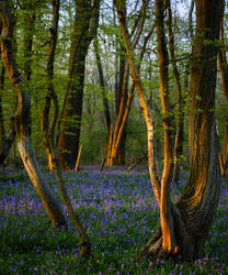 Blue Green Wood