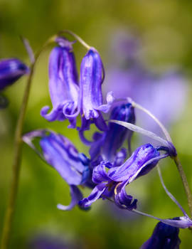 Bluebells Over Bluebells