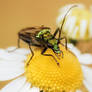 Thick-Legged Flower Beetle