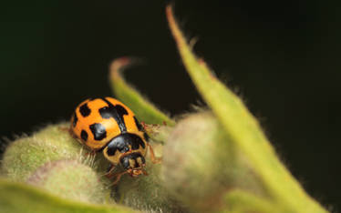 14-Spot Ladybird