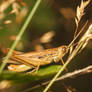 Field Grasshopper