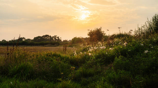 Autumnal Whispers