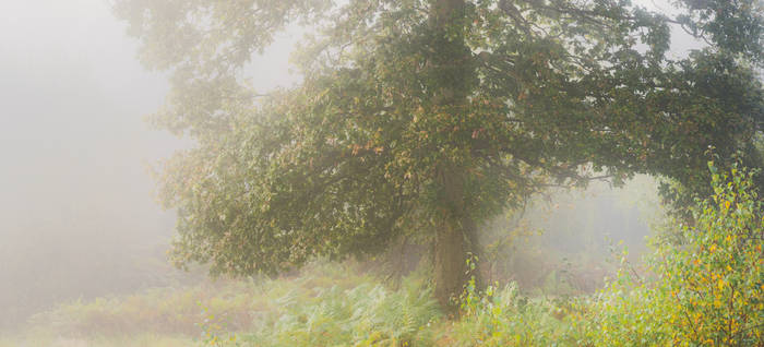 Under Mist Tree