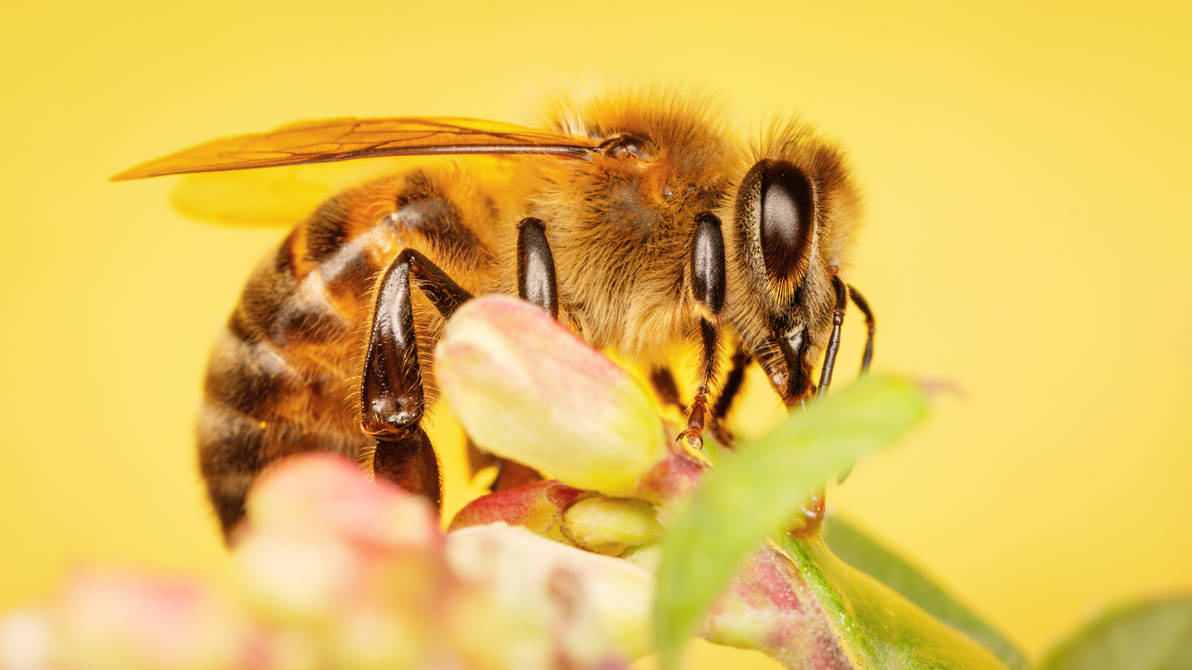 Honey Bee