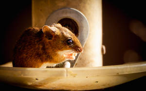 Town House Mouse