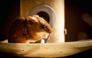 Town House Mouse