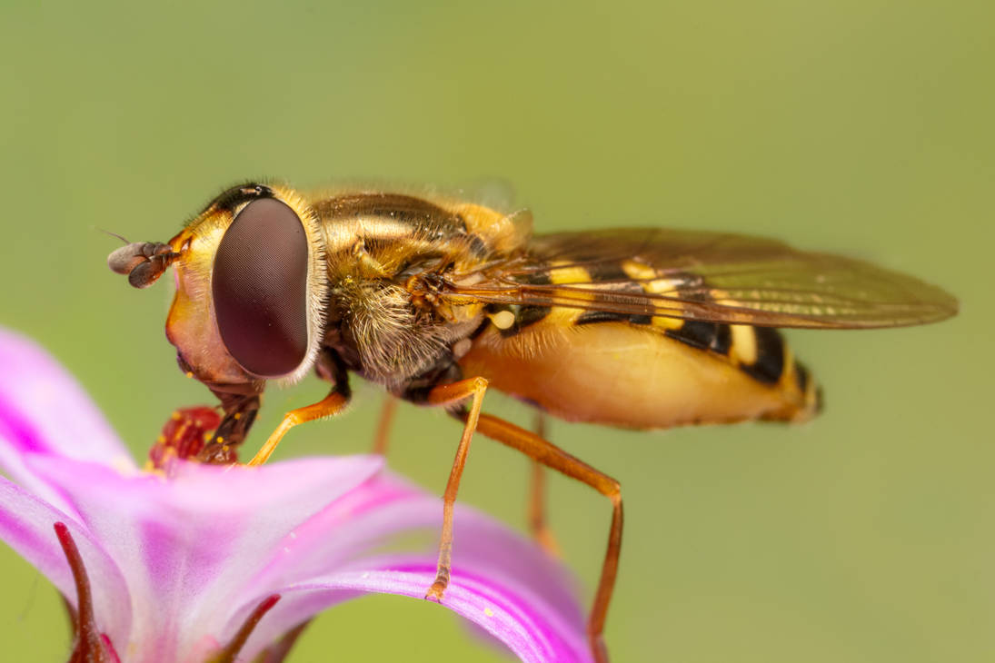 Banded Hoverfly