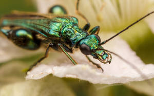 Thick-Legged Flower Beetle