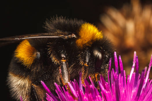 Buff-Tailed Bumblebee