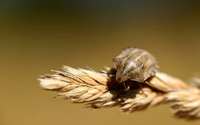 Tortoise Bug