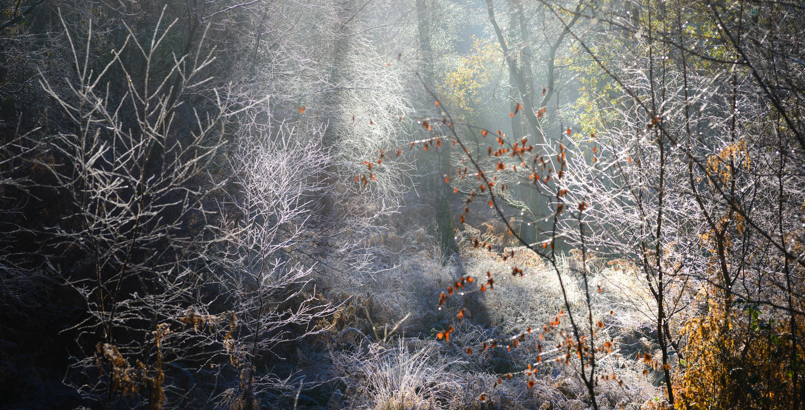 Frosty Reception by snomanda on DeviantArt