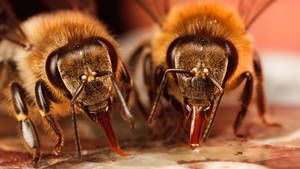 Eusocial Western Honey Bees