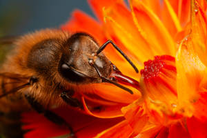 The Honey Bee and the Hawkweed