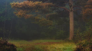 Beneath the Pines