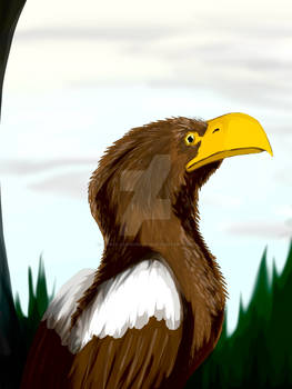 Stellar's Sea Eagle