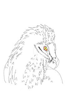 Bearded Vulture