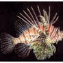 Lionfish