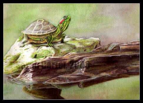 Turtle