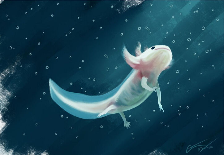Axolotl [Simple Background] by TheFruitWitch on DeviantArt