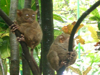 Tarsier