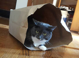 Brody in a Bag