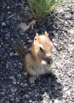 Hungry Chipmunk