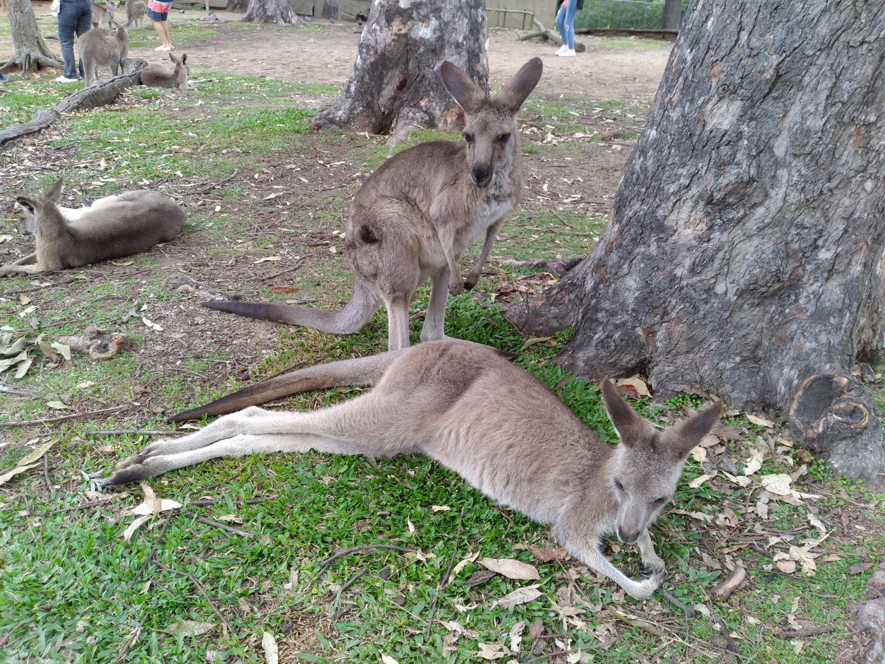 Relaxing Kangaroos by PanicPagoda on DeviantArt
