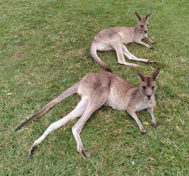 Explore the Best Kangaroos Art | DeviantArt