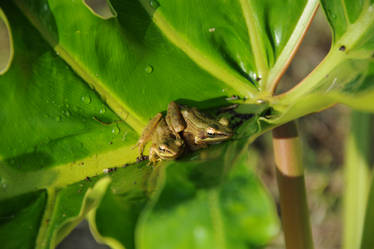 Comfort in Green