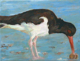 scholekster / oyster catcher