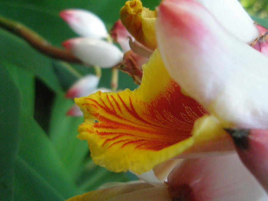 Hawaii: A Tropical Flower