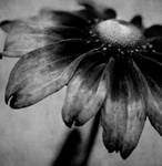 Delicate by Akaeya-Lovely