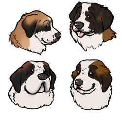 Zoelle Saint Bernards for MWKC RNG - Detroit
