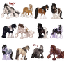 Gypsy Vanner Adopts OPEN 10/12