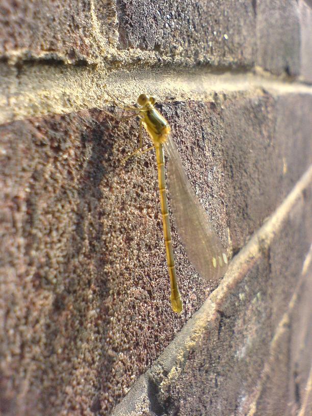 DragonFly Hatchling by Skyer