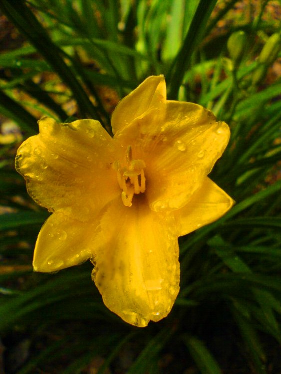Drops of Hope by Skyer