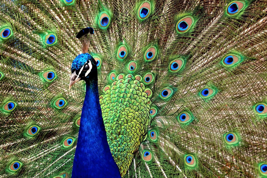Indian Peacock