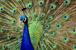 Indian Peacock by KrisVlad