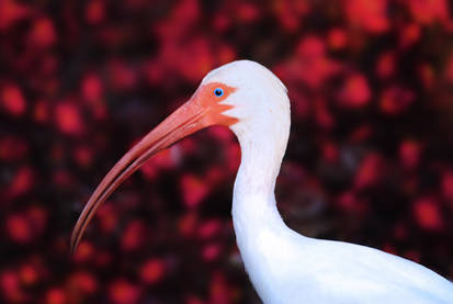 Ibis