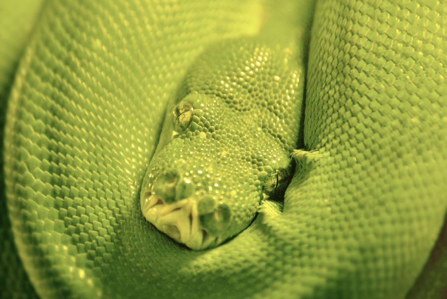 Green Tree Python by KrisVlad on DeviantArt