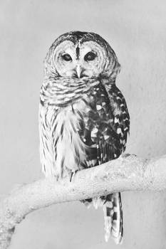 Barred Owl